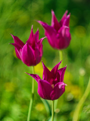 Wall Mural -  three blooming tulip flowers on a blurred background