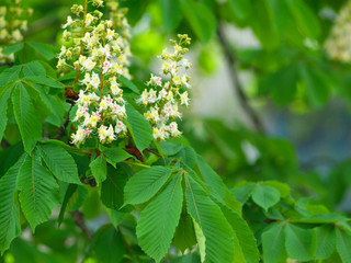 Wall Mural -  chestnut branch with blooming white flowers on the background of green leaves