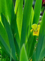 Wall Mural -  beautiful yellow pansy flower growing in the midst of green grass