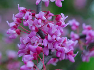 Wall Mural -  blooming pink acacia close up