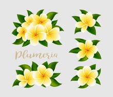 Realistic White Yellow Plumeria Frangipani Flowers With Green Leaves Isolated