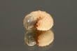 Larva of a may beetle