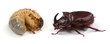 Closeup shot of larva of a rhinoceros beetle (Oryctes nasicornis) and  male rhinoceros beetle (Oryctes nasicornis)