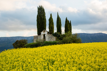 road surrounded by flower fields