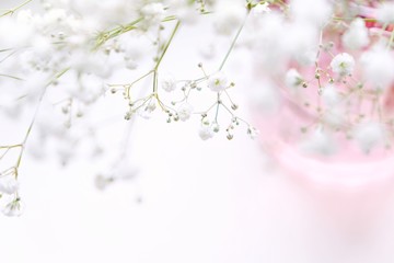  Baby's breath. White flowers in a pink vase on a white background