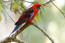 Crimson Rosella - Platycercus Elegans A Parrot Native To Eastern And South Eastern Australia, Introduced To New Zealand And Norfolk Island, Mountain Forests And Gardens