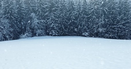 Wall Mural - cold morning countryside field with forest trees in background during snowfall.