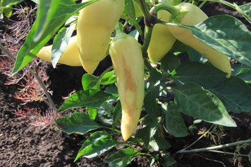 Wall Mural - the damaged yellow pepper grows on a bush on a green leaves background