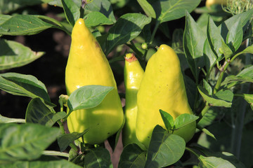 Wall Mural - The yellow peppers are growing on the bush.JPG