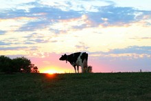 Holstein Cow In The Pasture As Sun Sinks Behind Horizon