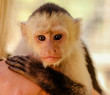 Monkey with Human