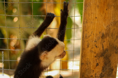 Monkey scaling fence Wallpaper Mural