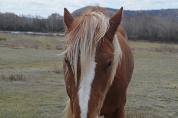 portrait of a horse