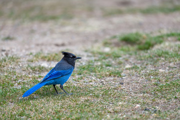 Steller's jay (Cyanocitta stelleri) perching on the ground in E.  C. Manning park, British Columbia, Canada