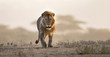 Male lion walking if african landscape