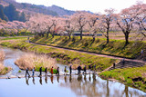 Fototapeta Sawanna - 桜満開の川を横断する人々