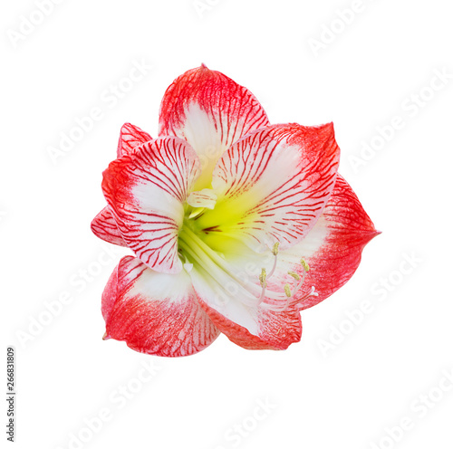 Amaryllis flower on white background