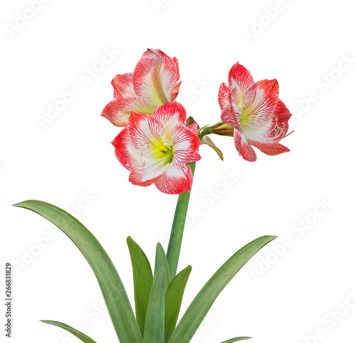 Amaryllis flower on white background