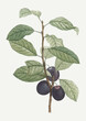 Plums on a branch