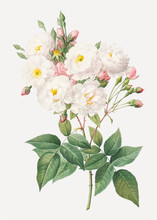Flowering Rosebush