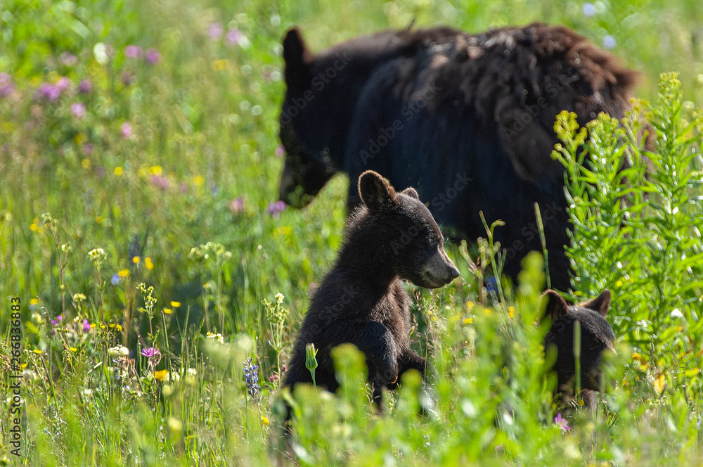 Black bear cubs and mama Stock Photo | Adobe Stock