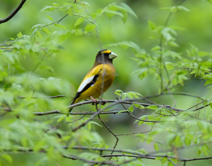 Wall Mural - Evening Grosbeak