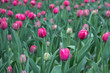 The field of beautiful pink tulips