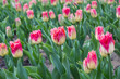 Tender pink tulips