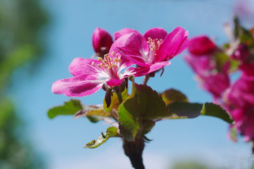 Wall Mural - A blooming branch of an apple tree against a blue sky