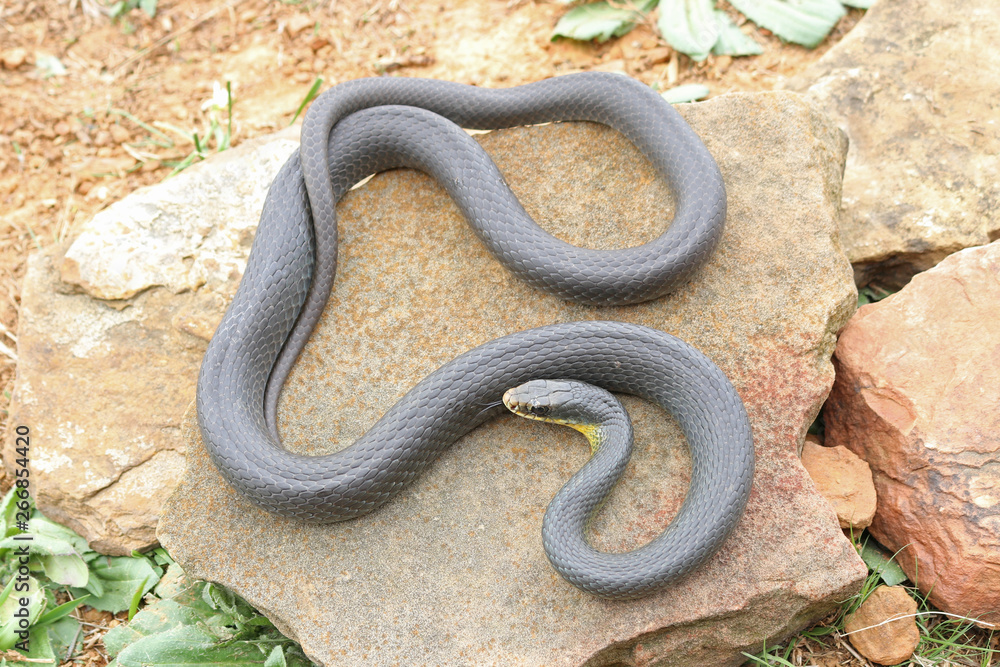 Eastern Yellow-bellied Racer Snake (Coluber constrictor flaviventris ...
