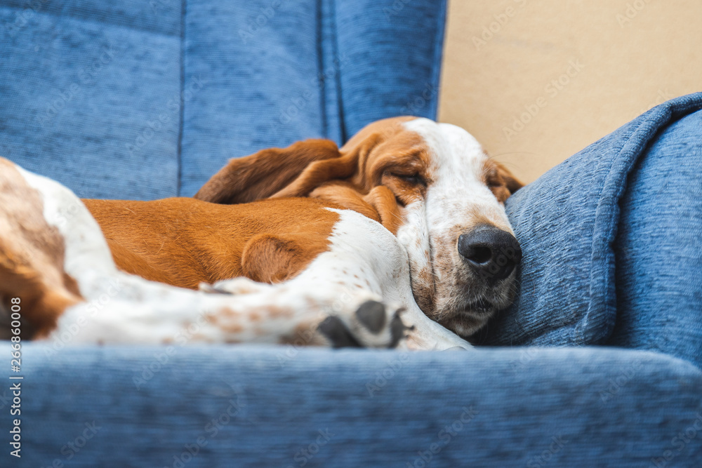 Sleeping Basset Hound white and brown on sofa - obrazy, fototapety, plakaty 