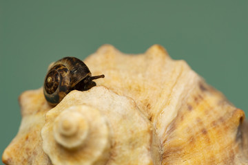 Grape snail crawling on a huge shell