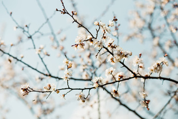 Beautiful flowering apricot tree in blue sky