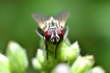 Flies are a type of insect that has 2 wings with the eyes and most have large compound eyes