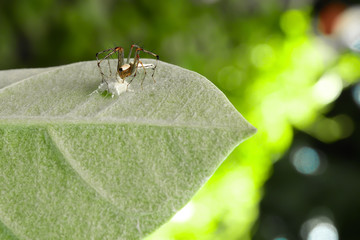 Poster - The spider is watching the nest full of eggs.