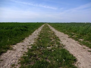 Dirt road between two fields in May