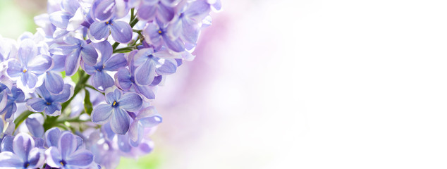 Wall Mural - Macro view blossoming Syringa lilac bush. Springtime landscape with bunch of violet flowers. lilacs blooming plants background. soft focus photo. copy space.