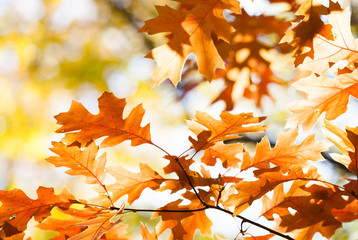 Canvas Print - Autumn leaves background. Red oak tree branch with colorful yellow orange brown leaves. Beautiful foliage, seasonal fall landscape.