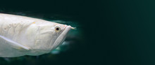 Exotic Silver Arowana Fish Closeup Photo. White Colore Scleropages Aureus Asian Dragon Fish Macro View, Head Pattern Texture, Dark Water Background. Copy Space
