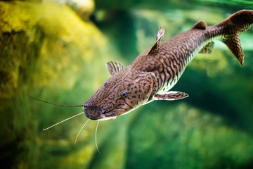 Wall Mural - Pseudoplatystoma tigrinum fish, the tiger sorubim long whiskered catfish. Beautiful exotic predator fish against blurred background