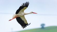 Close-up Of A White Stork Flying Over The Meadows In Rodopi, Greece