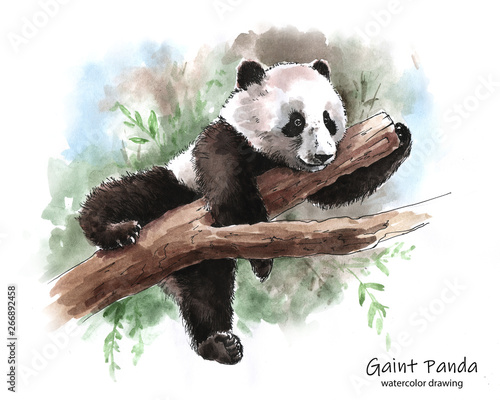 Panda lying on a tree branch, watercolor graphic Canvas Print