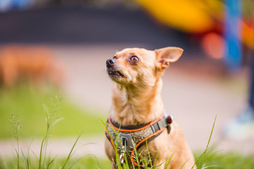 dog on grass