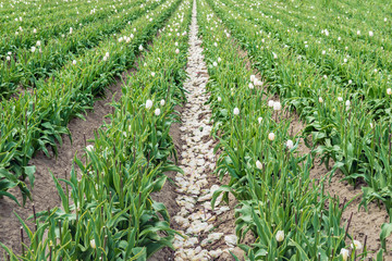 Poster - Tulip plants in long converging rows