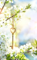 Sticker - Vintage gold key on branch of  blossoms cherry. spring time natural background. key and flowers. secret garden. still life spring blossom season. romantic scene. soft focus, copy space