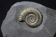 Pyrite ammonite Polymorphites from the Lower Jurassic of Herford (Northrhine-Westphalia, Germany), about 185 million years old (Lower Pliensbachian, Jamesoni-zone)