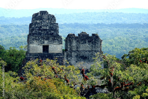 Zdjęcie XXL Stanowisko archeologiczne Tikal w Gwatemali