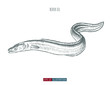 Hand drawn river eel fish isolated. Engraved style vector illustration. Template for your design works.