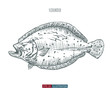 Hand drawn flounder fish isolated. Engraved style vector illustration. Template for your design works.