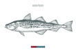 Hand drawn alaska pollock fish isolated. Engraved style vector illustration. Template for your design works.